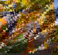 Full Day Tamar Valley Wine Tour - Coogee Beach Accommodation