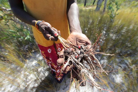 Gay-Wu Woman's 5 Day Yolngu Homeland Tour - Coogee Beach Accommodation 0