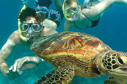 8-Day Cairns Tour: Great Barrier Reef, Kuranda, Daintree Rainforest - Coogee Beach Accommodation 1