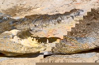 4-Day Cairns Ultimate Combo Daintree Rainforest Reef Kuranda  Paronella Park