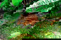 3-Day Small-Group Tour of North Queensland with Pick Up, Cairns