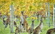 Three Day Charter Margaret River Region (inbound Melbourne Travelers) - thumb 5