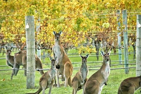 Three Day Charter Margaret River Region (inbound Melbourne Travelers) - Coogee Beach Accommodation 5