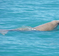 Snubfin Dolphin Eco Cruise from Broome - Coogee Beach Accommodation