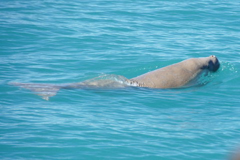 Snubfin Dolphin Eco Cruise From Broome - Coogee Beach Accommodation 0