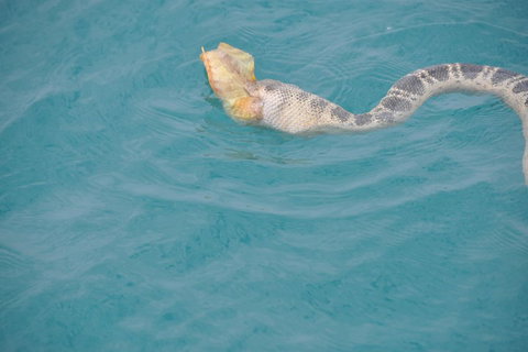 Snubfin Dolphin Eco Cruise From Broome - Coogee Beach Accommodation 2