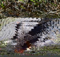 Full Day Tour in the Daintree - Coogee Beach Accommodation