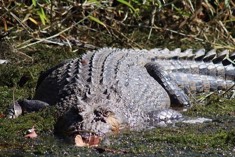Full Day Tour In The Daintree - Coogee Beach Accommodation 0