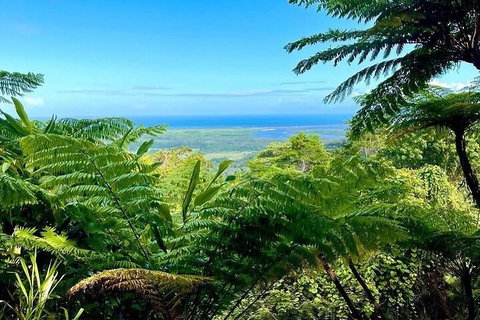 Full Day Tour In The Daintree - Coogee Beach Accommodation 5