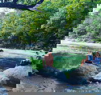 Afternoon Half-Day Daintree Rainforest and River Tour - Coogee Beach Accommodation