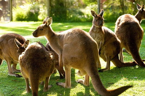 Melbourne City Card (3 Days): Visit Unlimited Attractions! - Coogee Beach Accommodation 4