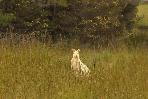 Bruny Island Day Trip From Hobart - Coogee Beach Accommodation 5