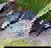 Private Blue Mountains Tour with Kangaroo and Koala Experience - Coogee Beach Accommodation