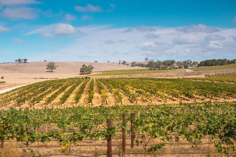 Barossa Valley Private Tour (from 2 To 11 People) - Coogee Beach Accommodation 2