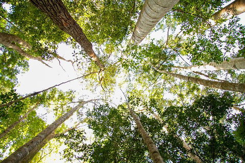 Fraser Island 4WD Tour From Noosa - Coogee Beach Accommodation 0