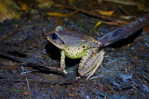 Glow Worms Private Tour - Nocturnal Rainforest Walk - Coogee Beach Accommodation 0
