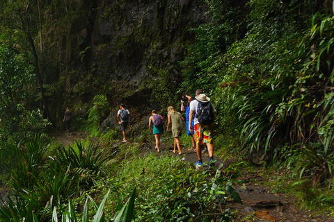Glow Worms Private Tour - Nocturnal Rainforest Walk - Coogee Beach Accommodation 1