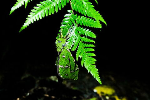 Glow Worms Private Tour - Nocturnal Rainforest Walk - Coogee Beach Accommodation 2