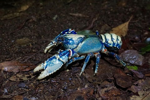 Glow Worms Private Tour - Nocturnal Rainforest Walk - Coogee Beach Accommodation 4