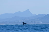 Book Viator Accommodation Vacations Coogee Beach Accommodation Coogee Beach Accommodation