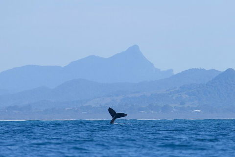 The Byron Bay Sea Kayak Tour - Coogee Beach Accommodation 0