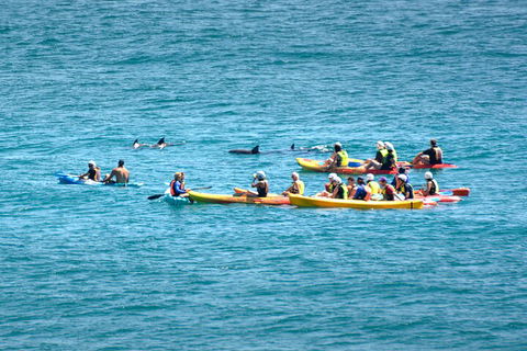 The Byron Bay Sea Kayak Tour - Coogee Beach Accommodation 1