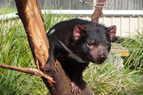 Tasmania 6 Day 'Tour In Circle' - Coogee Beach Accommodation 1