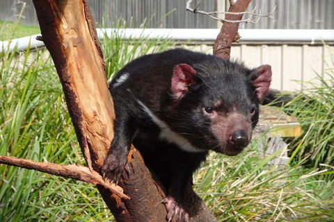 6-Day Tasmania Small-Group Guided Tour With Gourmet Food - Coogee Beach Accommodation 1