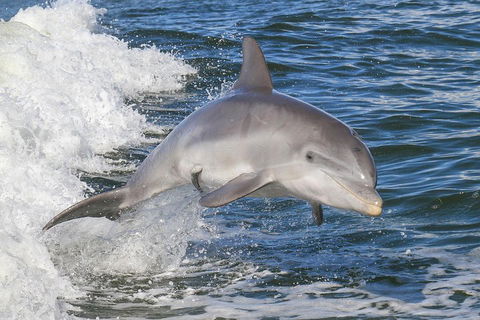 Noosa Oceanrider Scenic Dolphin Safari - Coogee Beach Accommodation 0