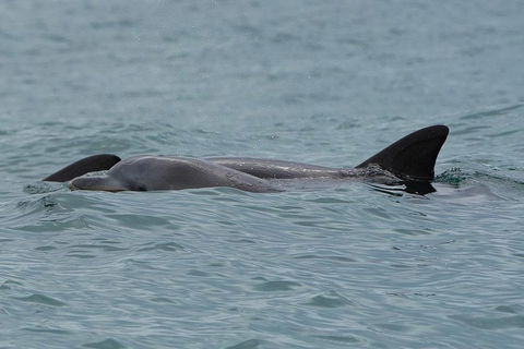 Noosa Oceanrider Scenic Dolphin Safari - Coogee Beach Accommodation 3