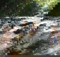 Daintree Rainforest Cape Tribulation Mossman Gorge Small-Group Day Tour - Coogee Beach Accommodation
