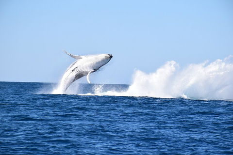 Noosa Whale Watching - Coogee Beach Accommodation 1