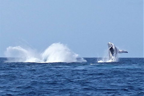 Noosa Whale Watching - Coogee Beach Accommodation 2