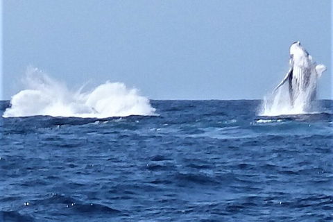Noosa Whale Watching - Coogee Beach Accommodation 3
