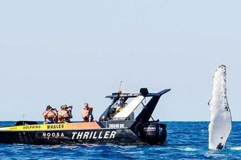 Noosa Whale Watching - Coogee Beach Accommodation 4