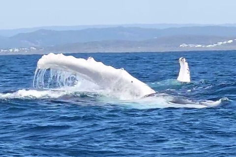 Noosa Whale Watching - Coogee Beach Accommodation 5