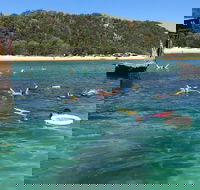 All Inclusive Dolphin and Tangalooma Wrecks Cruise - Coogee Beach Accommodation