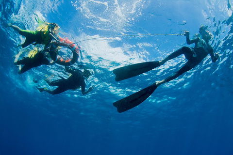 Passions Of Paradise Great Barrier Reef Snorkel And Dive Cruise From Cairns By Luxury Catamaran - Coogee Beach Accommodation 2