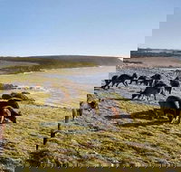 Kangaroo Island Personal Group Tours - Coogee Beach Accommodation