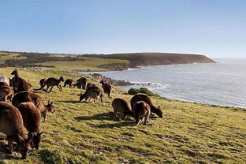 Kangaroo Island Personal Group Tours - Coogee Beach Accommodation 0