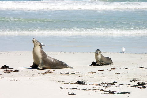 Kangaroo Island Personal Group Tours - Coogee Beach Accommodation 3