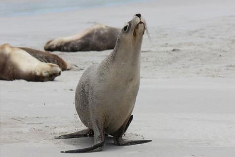 Kangaroo Island Personal Group Tours - Coogee Beach Accommodation 4
