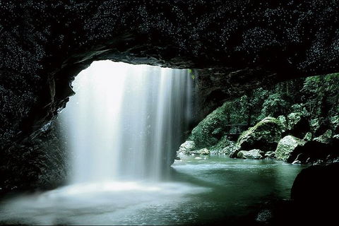Natural Bridge Glow Worm Night Tour From Gold Coast - Coogee Beach Accommodation 0