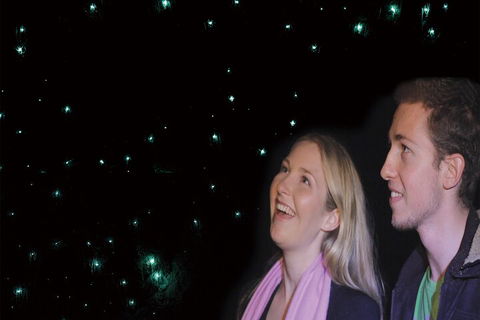 Natural Bridge Glow Worm Night Tour From Gold Coast - Coogee Beach Accommodation 3