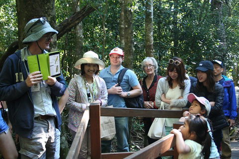 Natural Bridge Glow Worm Night Tour From Gold Coast - Coogee Beach Accommodation 4