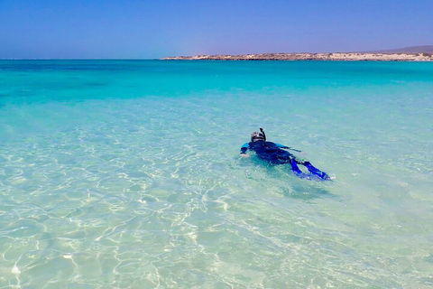 Ningaloo In A Day - Full Day Hike And Snorkel Tour With Lunch - Coogee Beach Accommodation 4