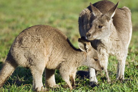 LGBT+ Friendly Full Day Phillip Island Private Tour - Coogee Beach Accommodation 3