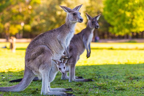 LGBT+ Friendly Full Day Phillip Island Private Tour - Coogee Beach Accommodation 4