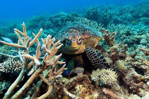 Great Barrier Reef Day Cruise From Cairns Including Snorkeling And Marine Biologist Presentation - Coogee Beach Accommodation 4