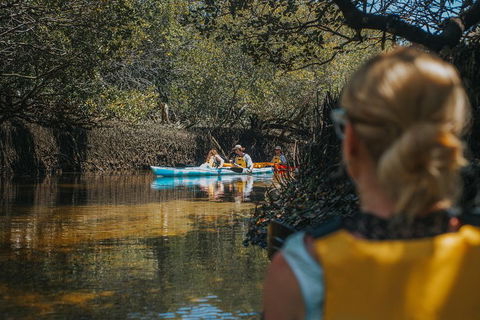 Kayak Tour In Adelaide Dolphin Sanctuary - Coogee Beach Accommodation 0